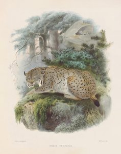 Eurasian Lynx