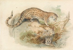Genets by Joseph Wolf
