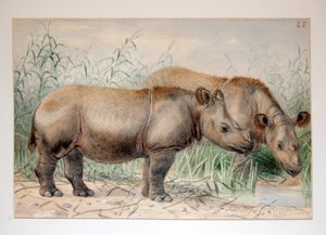 Hairy Eared Rhinoceros