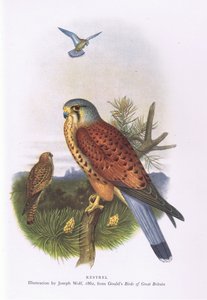 Kestrel, Nature in Britain