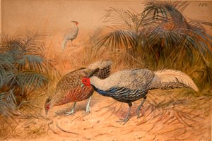 Lineated Kaleege (Euplpcamus lineatus)