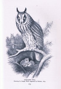 Long Eared Owl, Nature in Britain