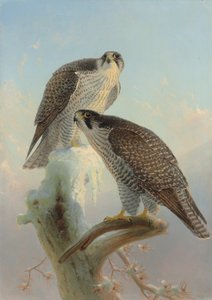 Norwegian Gyrfalcon
