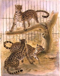 Ocelots in a Cage by Joseph Wolf