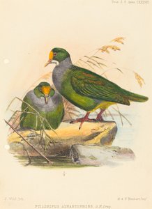 Two Birds