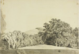 Wooded Landscape