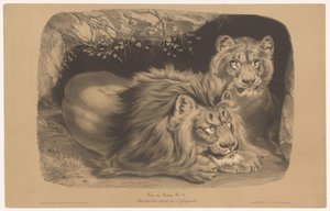Lion and Lioness by Joseph Zephyris Gengembre