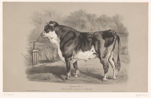 Bull in a meadow (series title: Animal studies in two types of chalk) by Joseph Zephyris Gengembre