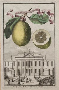 Nurnbergische Hesperides: No125 - Limon Ponzino da Neapoli. Palazzo del N. H. Cornaro à Fiesso by Joseph de Montalegre