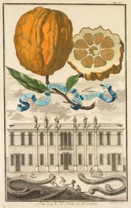 Nurnbergische Hesperides: No. 185 - Aranzo Striato dolce. Palazzo del N. H. Fonte in Noventa by Joseph de Montalegre