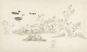 Study Sheet with Plants and Waterfowl by Josephus Augustus Knip