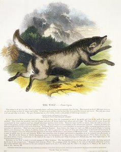 The Wolf (Canis lupus) educational illustration pub. by the Society for Promoting Christian Knowledge, 1843