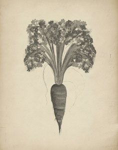 Botanical Carrot Drawing