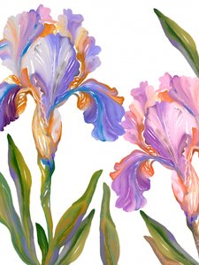 Colorful Iris Blooms by Josie George