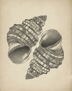 Detailed Spiral Shells by Josie George