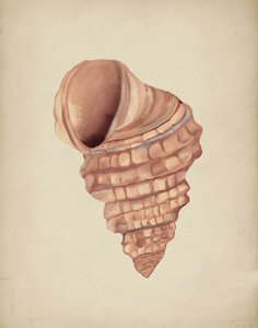 Spiral Seashell Study by Josie George
