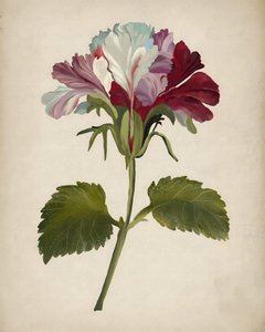 Vibrant Geranium Bloom by Josie George