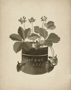 Vintage Strawberry Illustration by Josie George