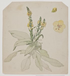 Blooming Mullein