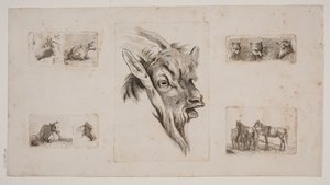 Horses, Cows, Cats, and a Goat