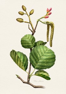 Alder Botanical Study