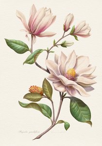 Blushing Magnolia Blooms