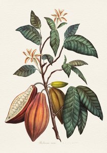 Botanical Cacao Plant by Juan Hernaz