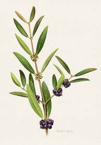 Elegant Berry Branch by Juan Hernaz