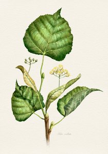 Flowering Linden Branch by Juan Hernaz
