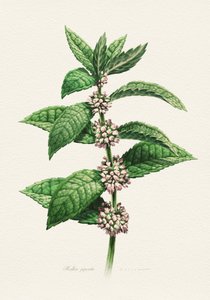 Flowering Mint Botanical by Juan Hernaz