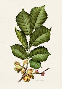 Fresh Elm Botanical Study