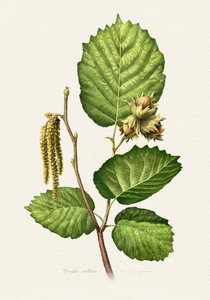 Hazelnut Branch Botanical