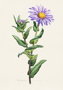 Purple Aster Botanical Study