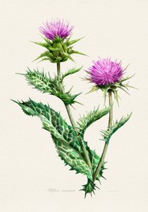 Vibrant Thistle Botanical