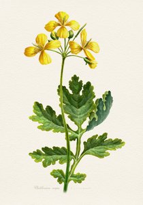 Vintage Celandine Botanical