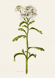 White Candytuft Botanical by Juan Hernaz