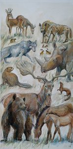 Boxgrove Animals Identified by Excavation