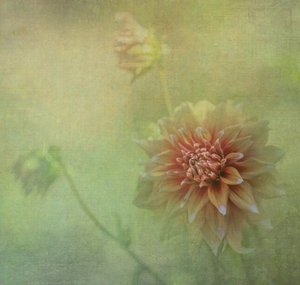Dreamy Dahlia Bloom
