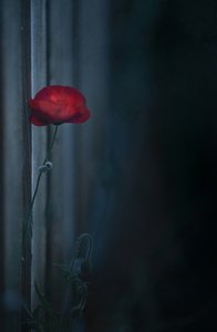 Moody Red Poppy Bloom