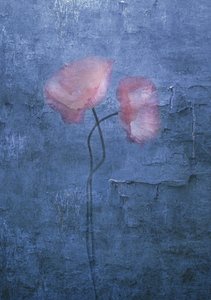 Soft Pink Poppies