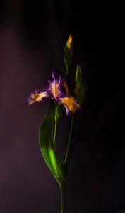 Vibrant Iris Bloom by Judy Tseng