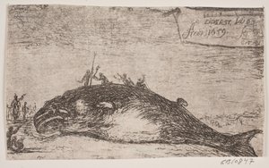 A Whale Stranded at Eiderstedt