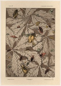 Beetles (plate 38 from 