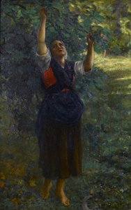 Fig Picker