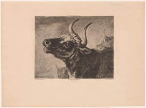 Head of a Bull