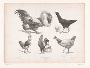 Studies of Various Types of Chickens