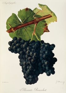 Alicante-Bouschet grape