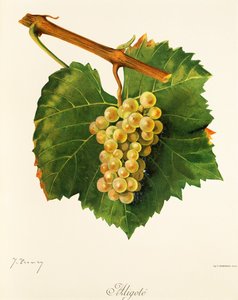 Aligote grape by Jules Troncy