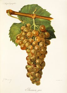 Aramon Gris grape by Jules Troncy