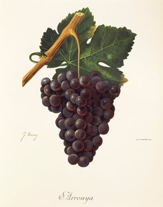 Arrouya grape by Jules Troncy